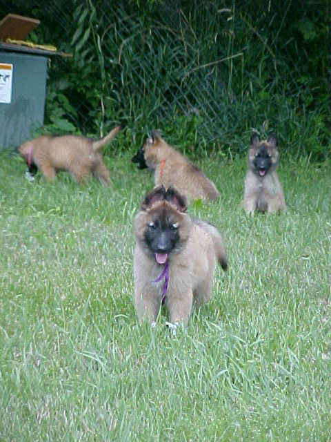 MVC-363F_8wks_purple_pups