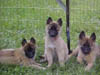 30_pups_MVC-058S