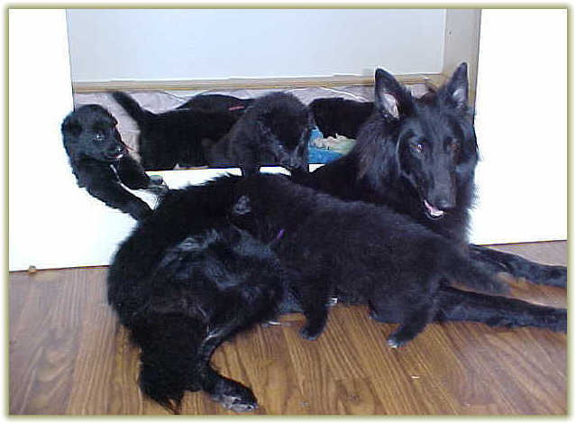 Binx and puppies