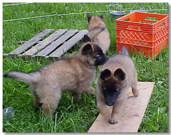 pups on the teeter