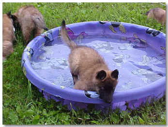 pup in the pool