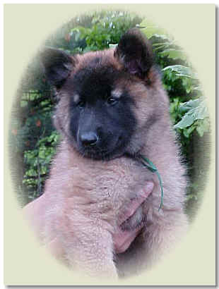 Green Boy @ 7 wks