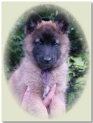 Purple Girl @ 7 wks