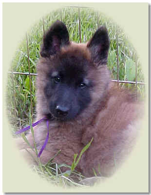 Purple Girl @ 8 wks