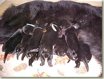 Tori puppies at 1 week