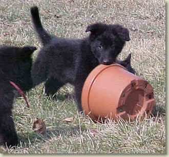 Puppy plays with planter