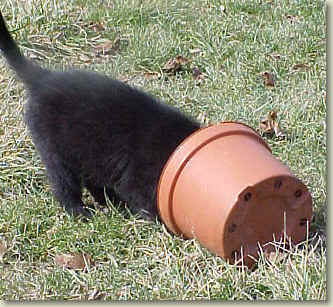 Puppy plays with planter