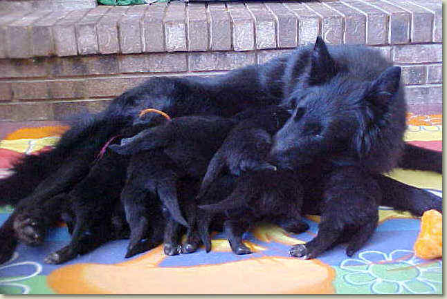 Mom multitasking - feeding and cleaning ;-)